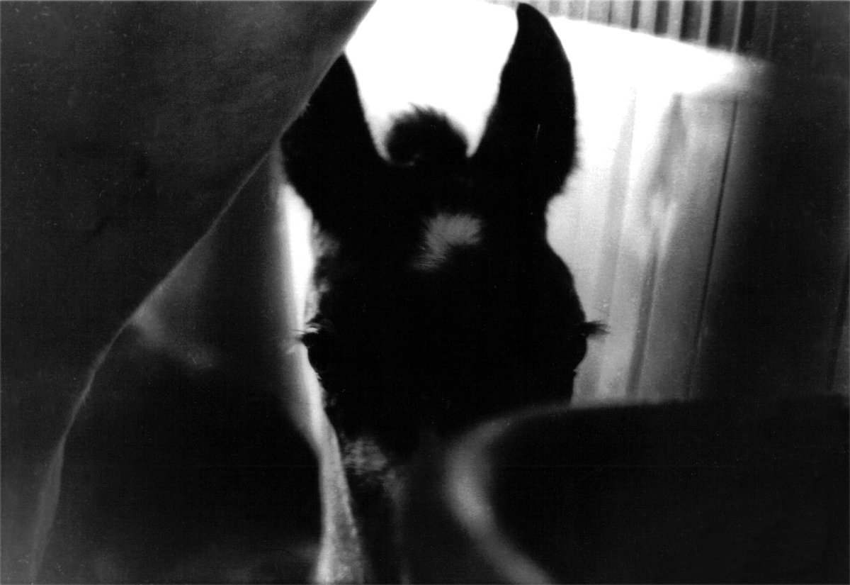 Fekete-fehér fotó, rejtély a laborban